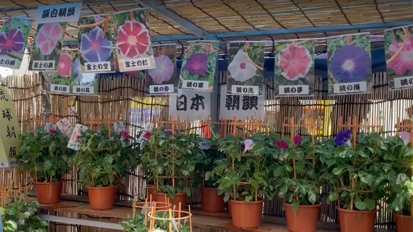 入谷朝顔まつり(朝顔市) 写真3
